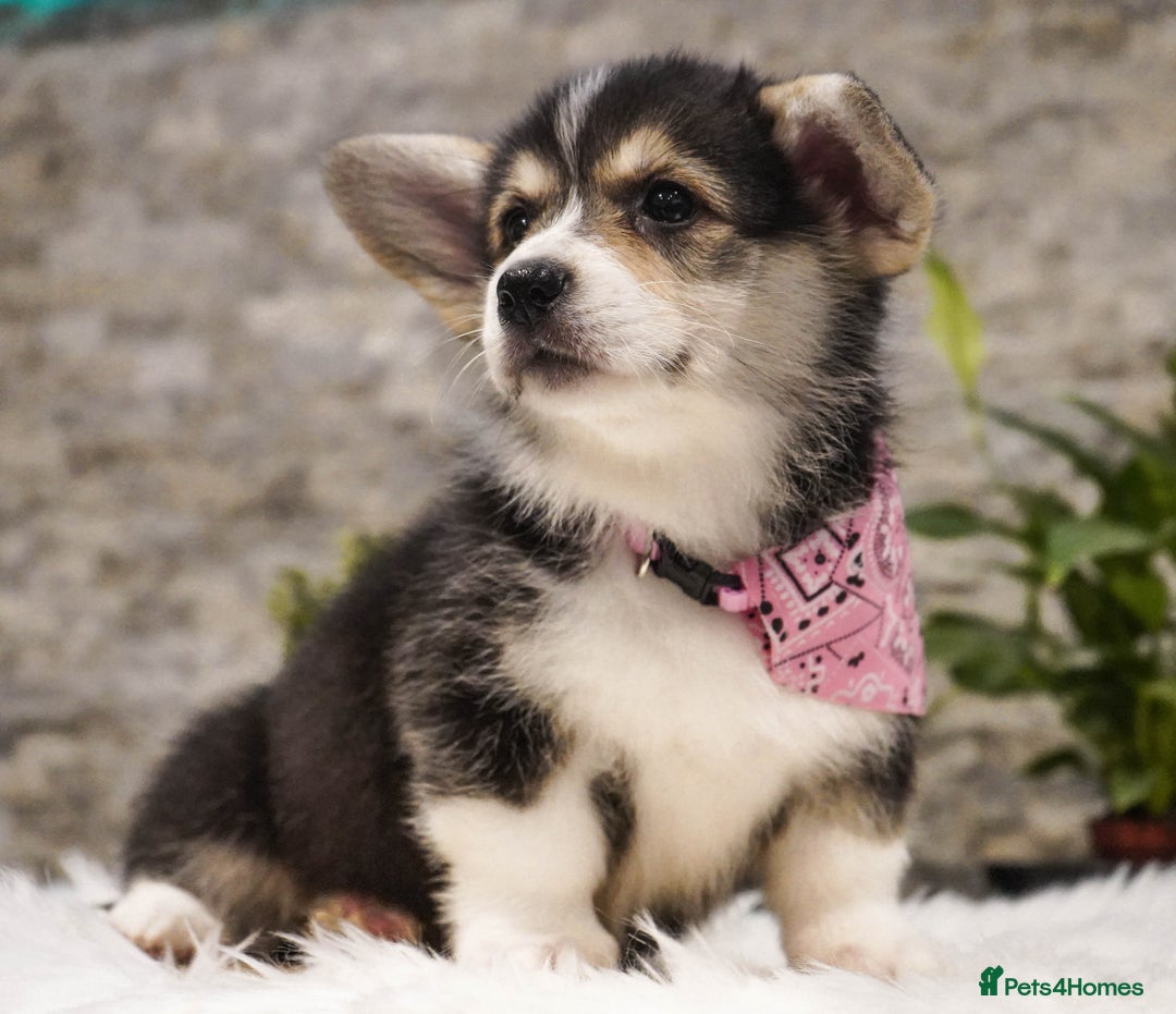 Welsh Corgi Pembroke dogs for sale: Welsh Corgi (Pembroke) - Advert 35