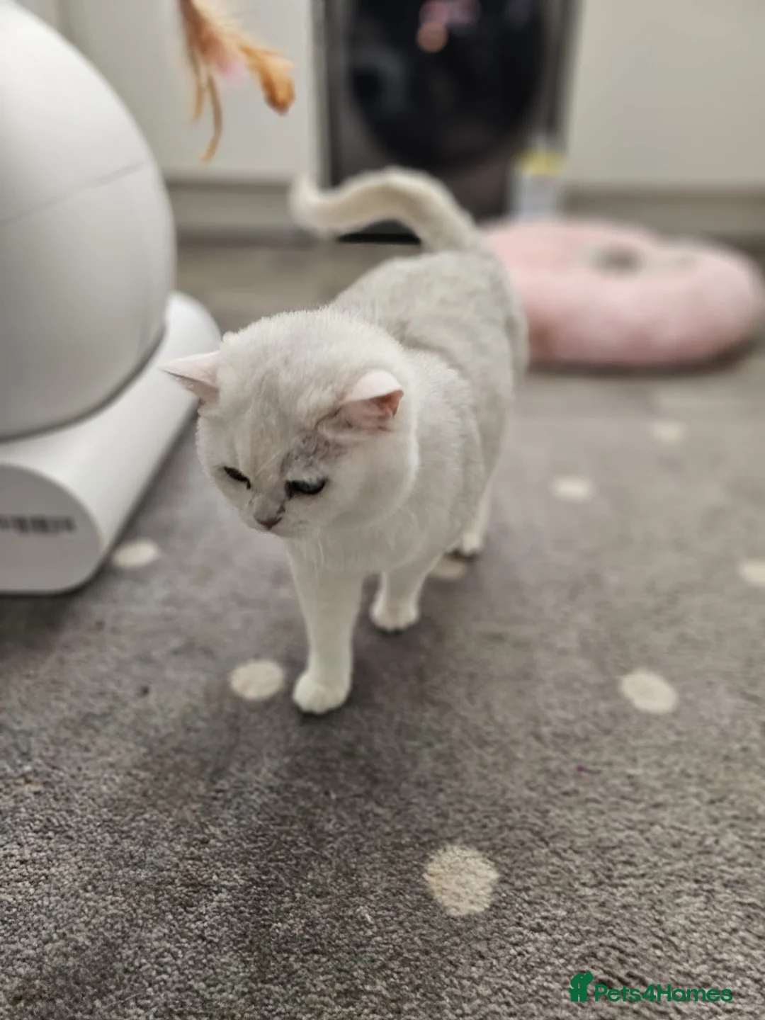 British Shorthair cats for sale: Golden Ticked Tabby Active GCCF British Shorthair - Advert 1