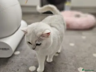 British Shorthair cats Golden Ticked Tabby Active GCCF British Shorthair - Advert 1