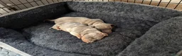 Miniature Dachshund dogs for sale: Two beautiful KC registered puppies  in Hull - Advert 9