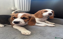 Beagle dogs for sale: 2 stunning Beagle Puppies, ready now in Sidcup - Image 5