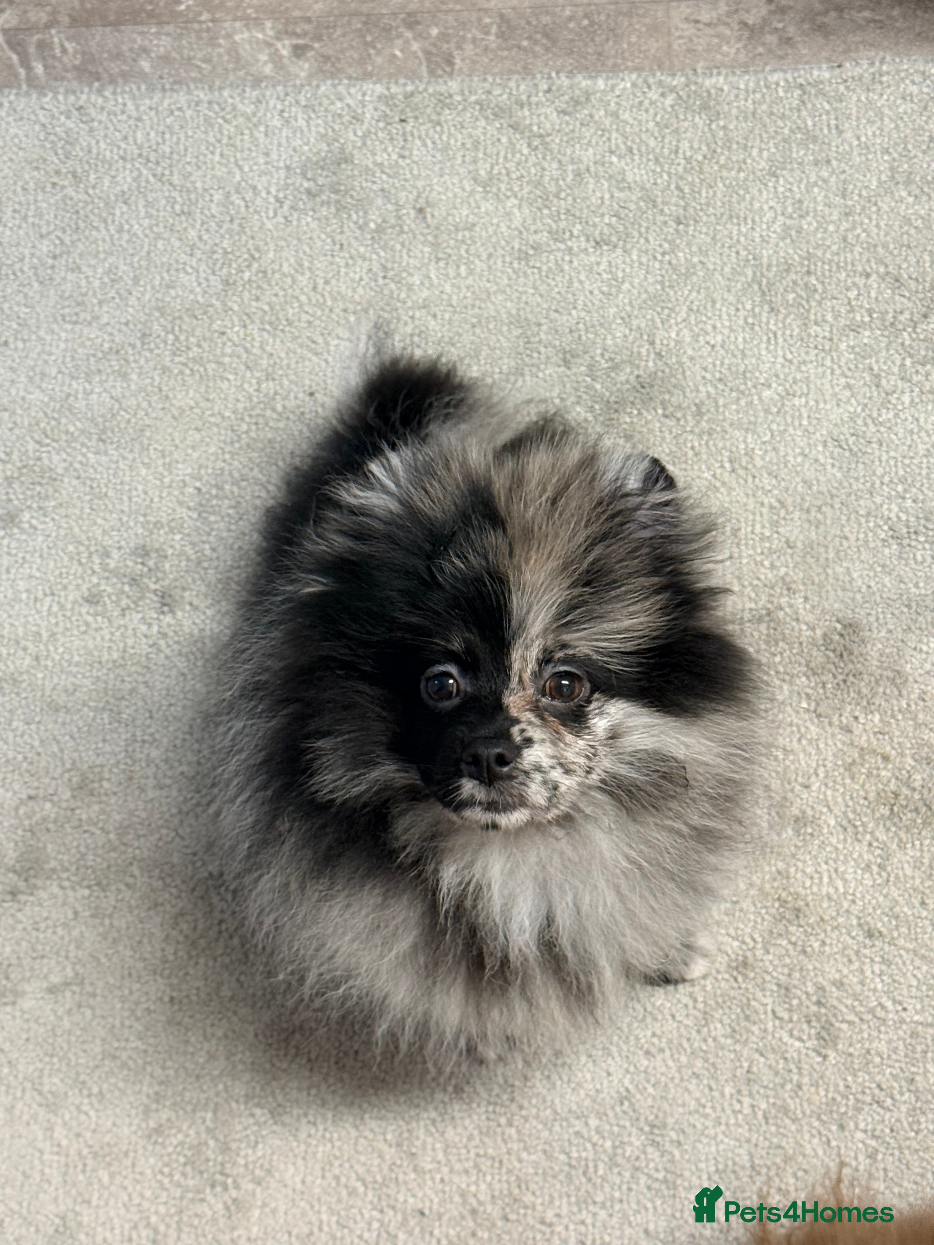 Pomeranian dogs STUNNING MERLE SPLIT FACE - Advert 2
