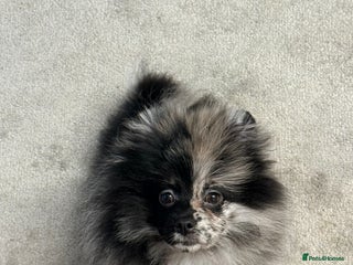 Pomeranian dogs STUNNING MERLE SPLIT FACE - Advert 2