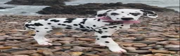 Dalmatian dogs for sale: KC Registered Dalmatian Puppies  - Advert 1