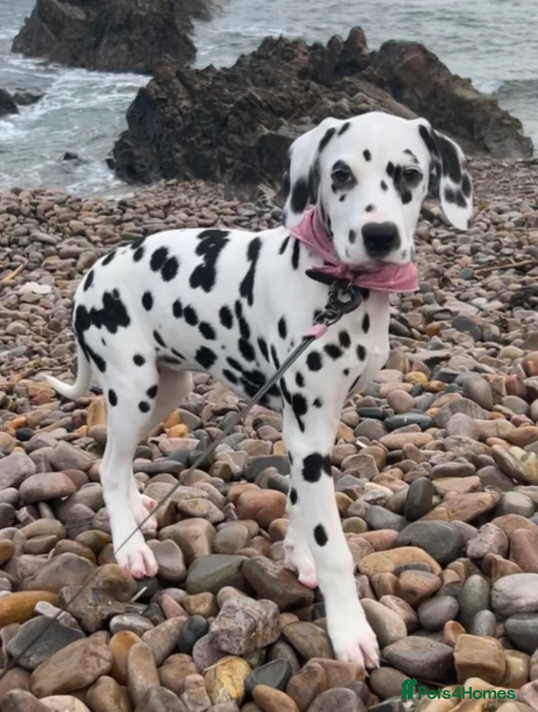 Dalmatian dogs for sale: KC Registered Dalmatian Puppies  - Advert 1