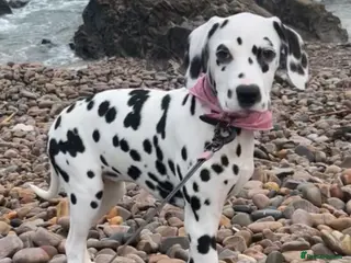 Dalmatian dogs KC Registered Dalmatian Puppies - Advert 17