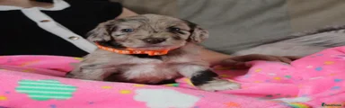 Cockapoo 4