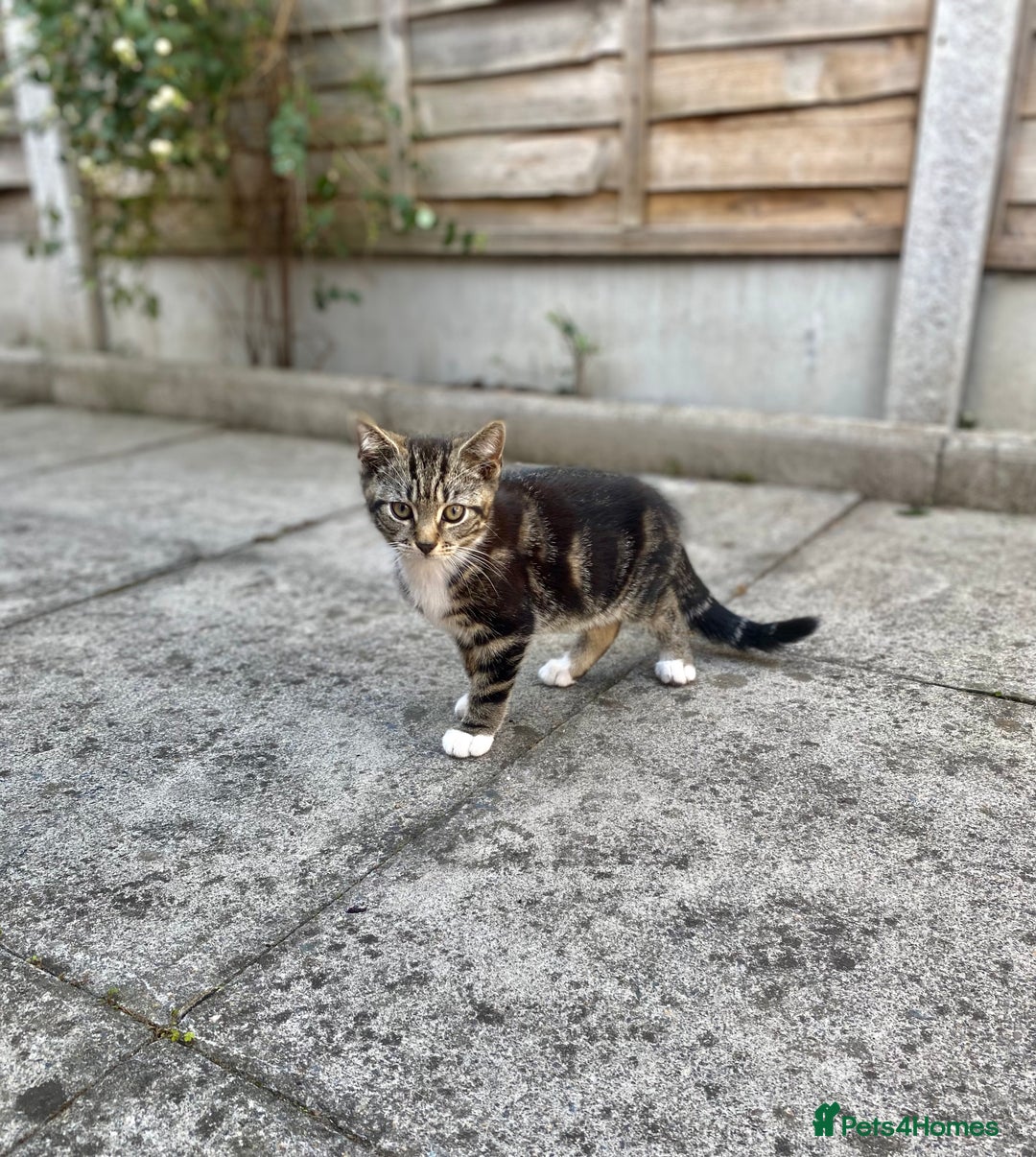 Domestic Shorthair cats for sale: Kittens ready for Their forever home 🐾  - Image 2