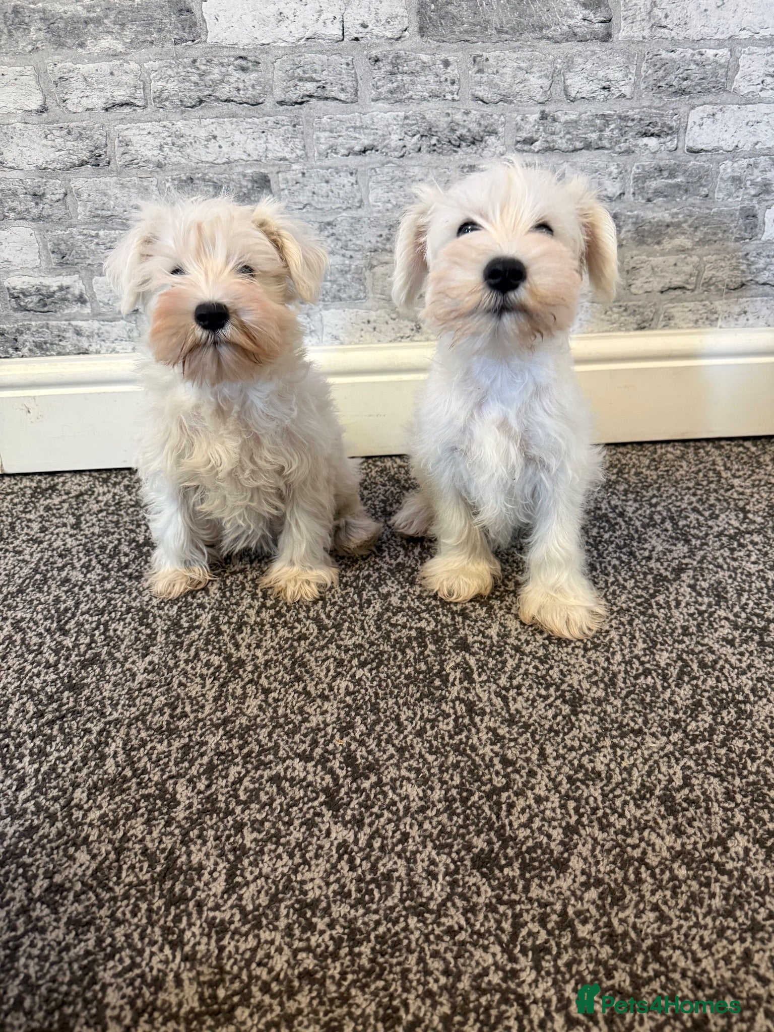 Miniature Schnauzer dogs Beauiful miniature schnauzer puppies available  - Advert 12