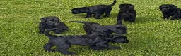 Giant Schnauzer dogs for sale: Ready Soon.Giant Schnauzer Puppies - Advert 2