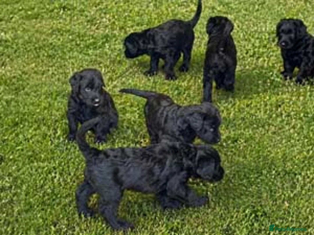 Giant Schnauzer dogs for sale: Ready Soon.Giant Schnauzer Puppies - Advert 2