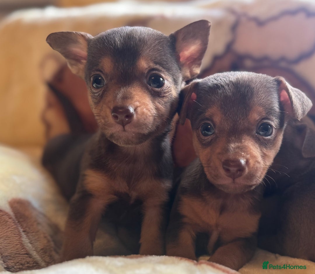 Jack Russell dogs for sale: Much Wenlock stunning miniature puppy  - Advert 31