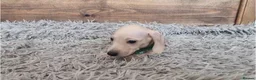 Miniature Dachshund dogs for sale: 🐾 Beautiful Miniature Dachshund Puppies 🐾 - Advert 21
