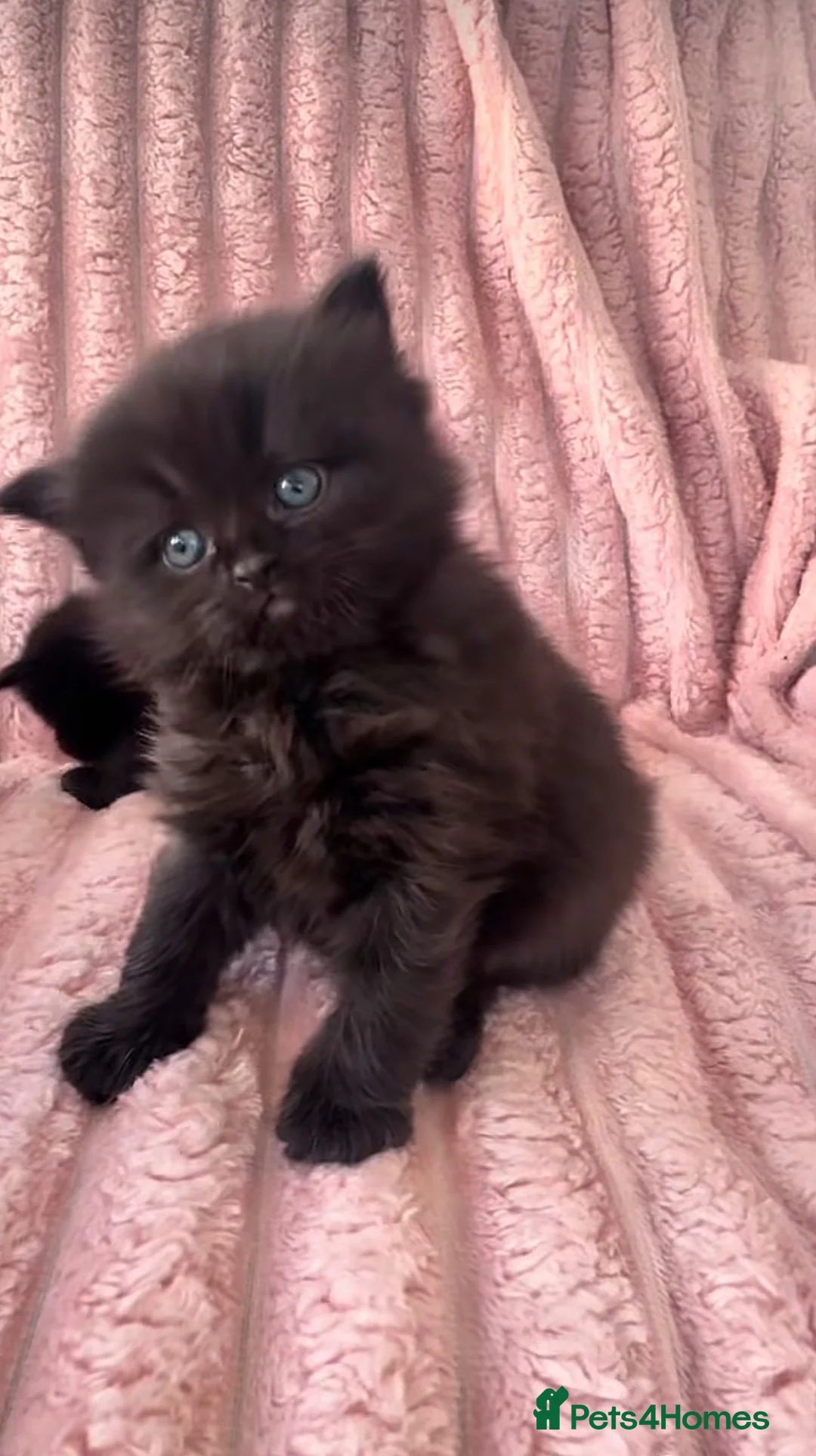 British Shorthair cats for sale: British Short Hair Kittens - Advert 2