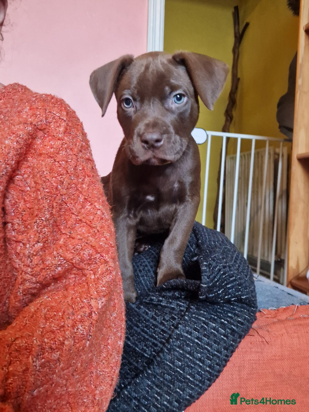 Mixed Breed dogs for sale: Doberman/labrador x american bulldog/english staff - Advert 29