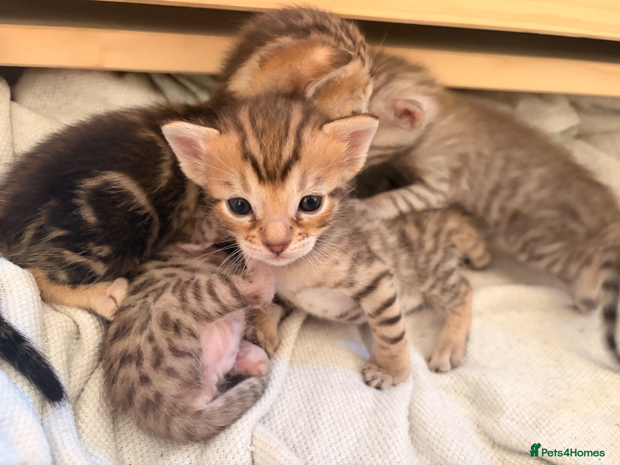 Bengal cats Bengal Kittens - Advert 14
