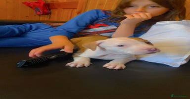 Mixed Breed dogs - Advert 2