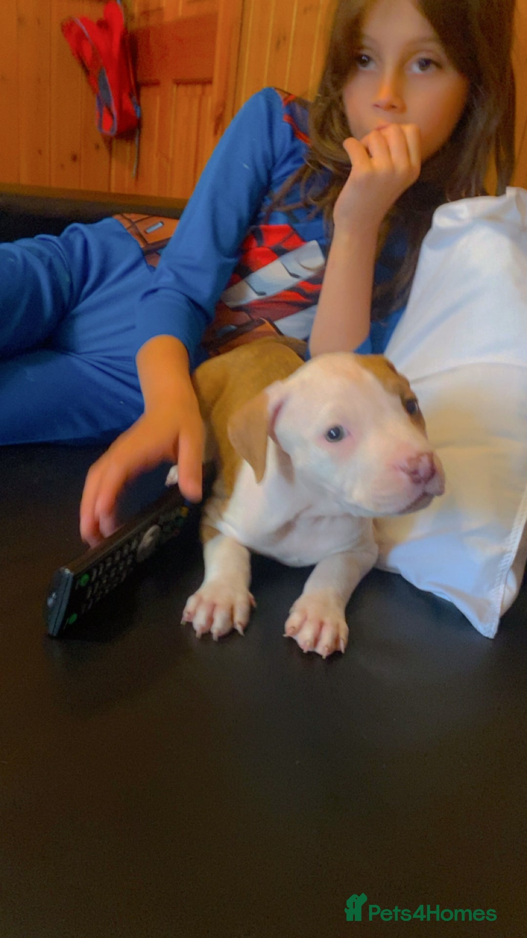 Mixed Breed dogs for sale: 2 beautiful Staffordshire bull terrier mix - Image 3