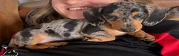 Miniature Dachshund dogs for sale: 2 stunning dapple miniature dachshunds  - Advert 4