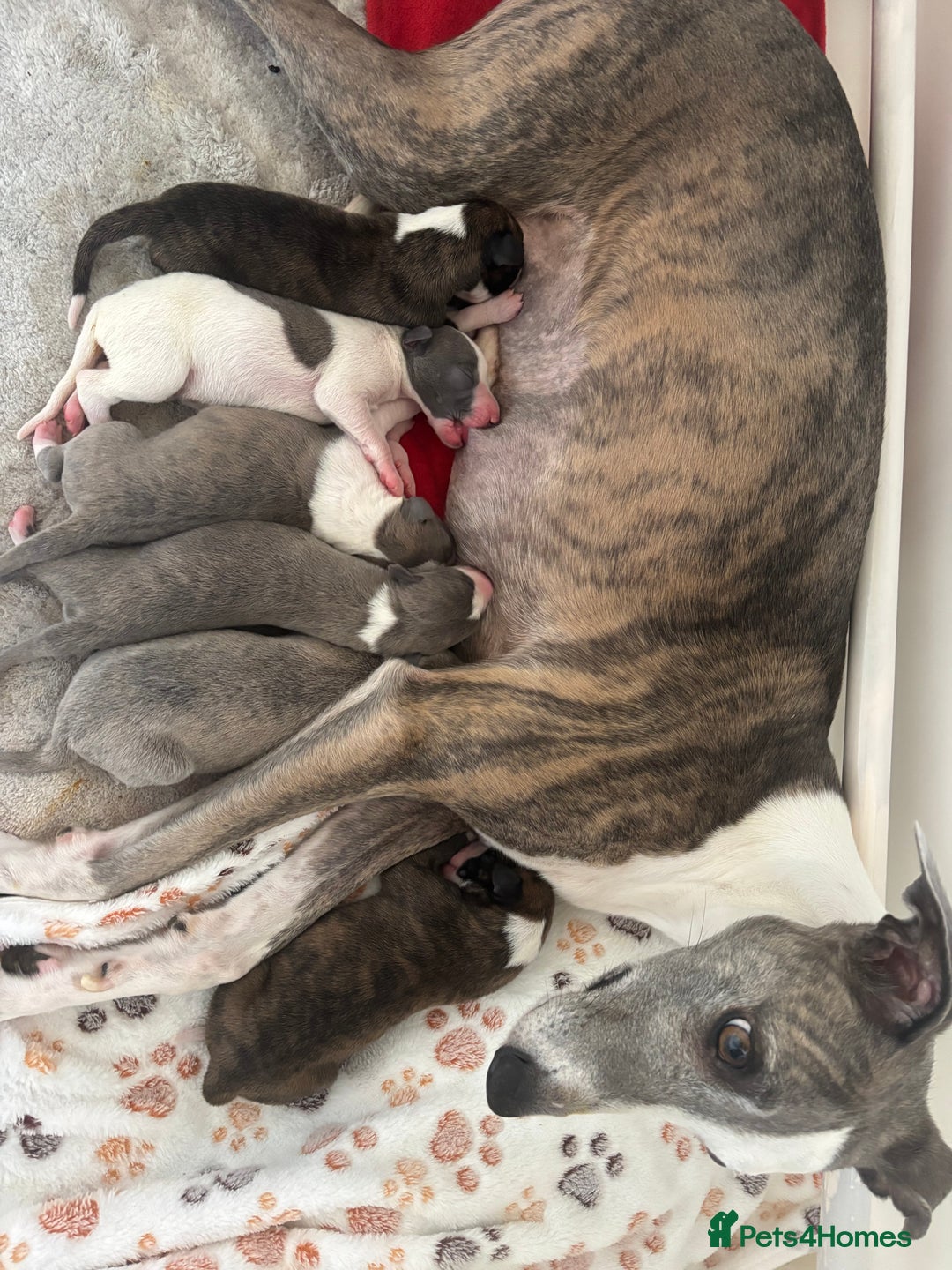 Whippet dogs for sale: Beautiful Blue Girl Whippet pup LAST ONE - Advert 4