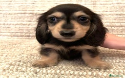 Miniature Dachshund dogs for sale: Beautiful Miniature Long-Haired Dachshund Puppies - Image 3