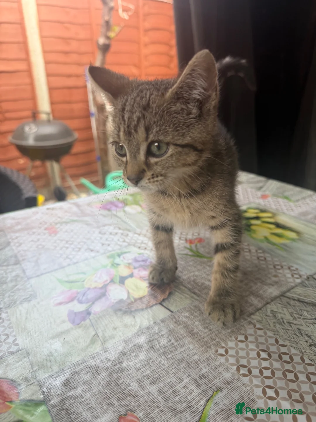 Mixed Breed cats for sale: Female kittens bengal mixed with short hair  - Advert 2