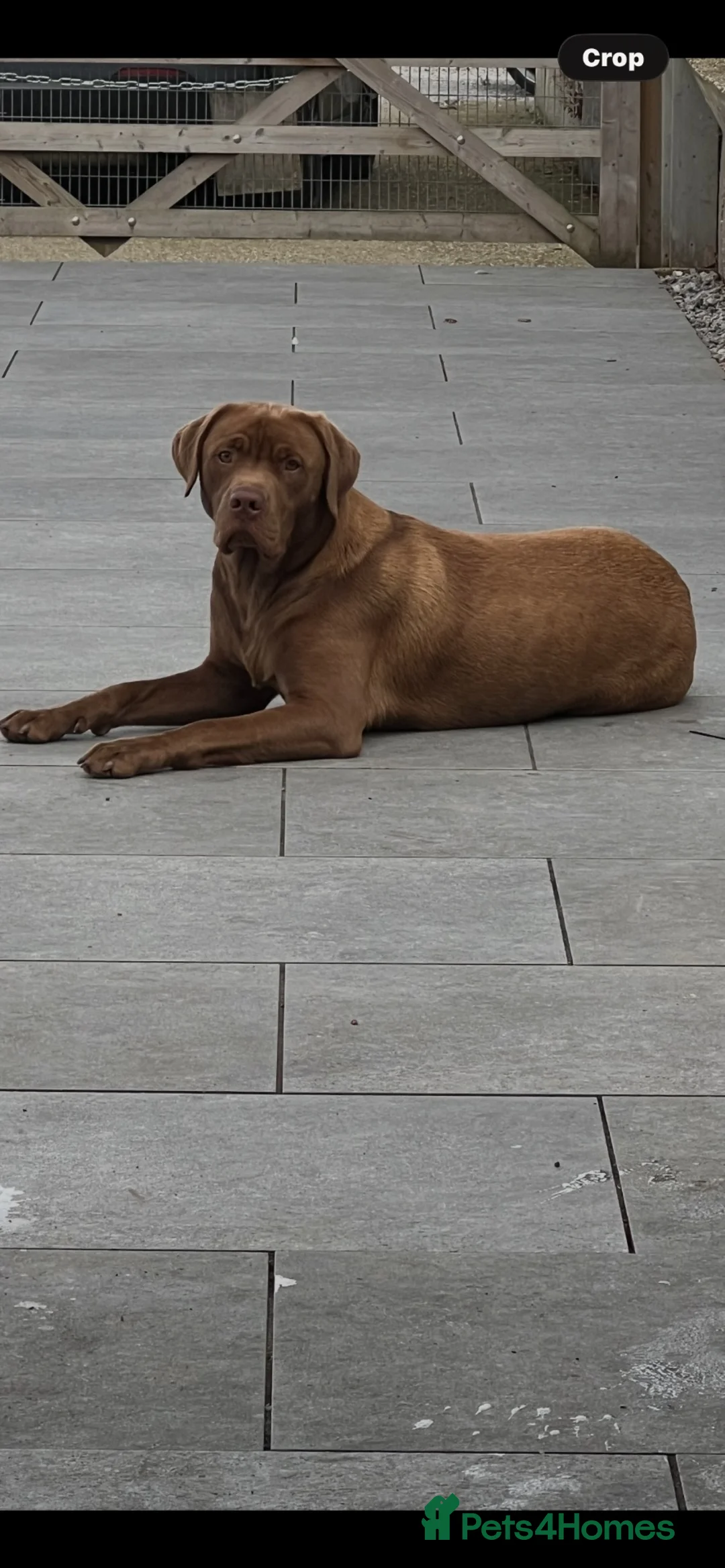 Labrador Retriever dogs for stud: Male Labrador For Stud  - Advert 5