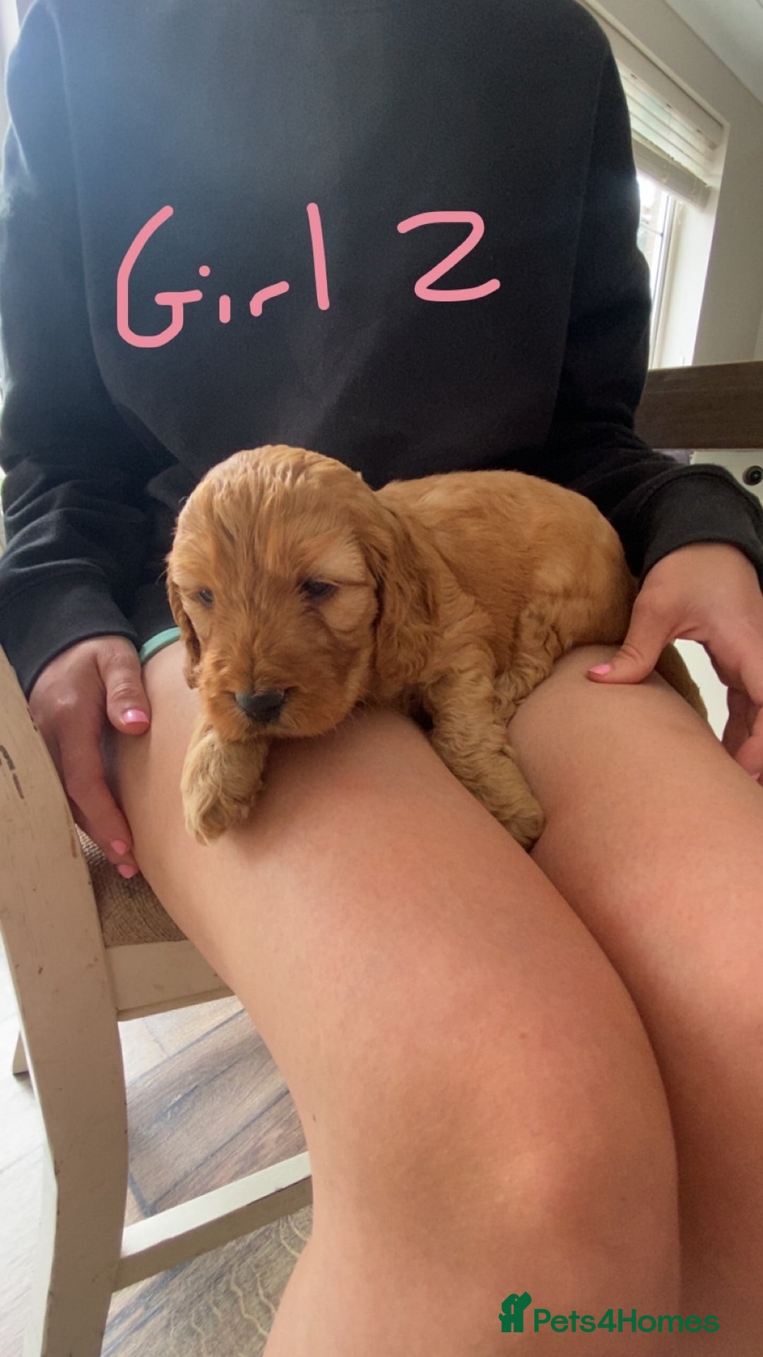 Cockapoo dogs for sale: F1 cockapoos (Northern Ireland) - Image 4