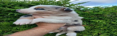 Border Collie 2