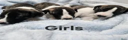 Whippet dogs for sale: KC Registered Whippet puppies - Advert 4