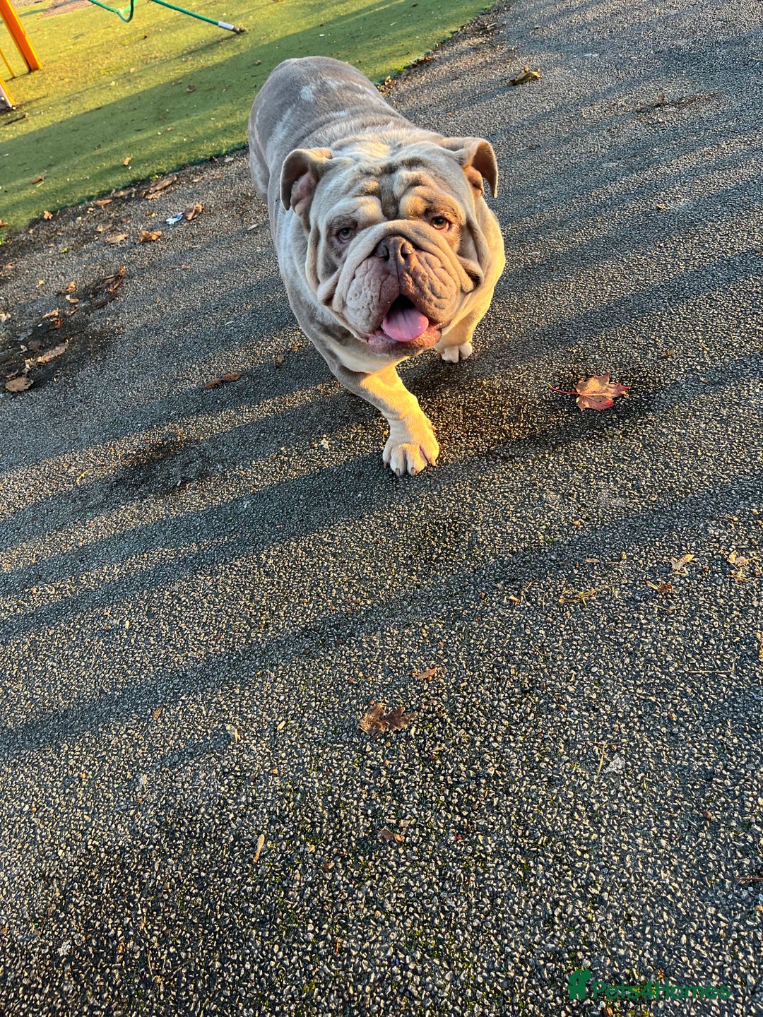 English Bulldog dogs for stud: DwKc registered platinum and tan Merle stud only  in Saint Helens - Advert 3