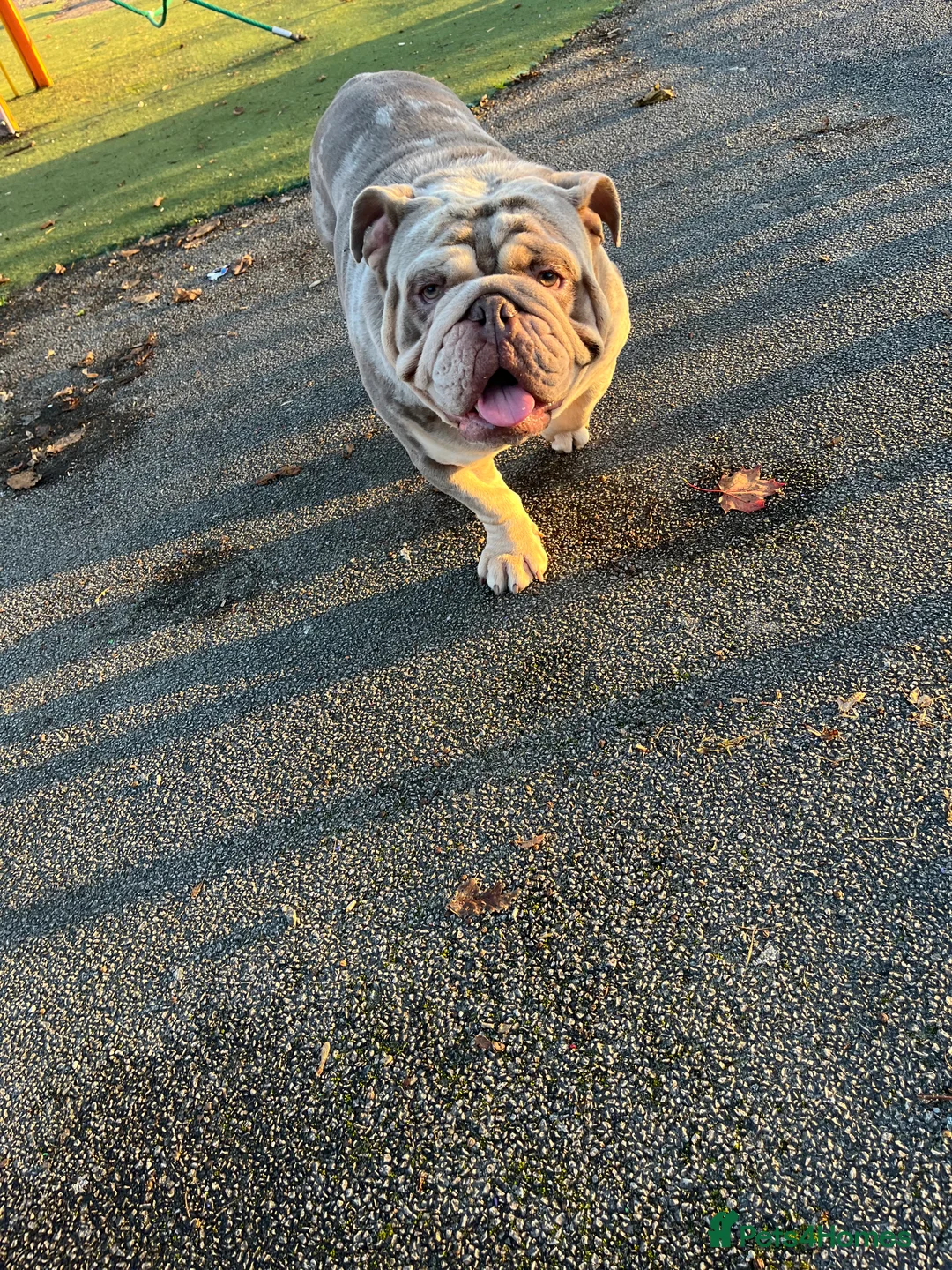 English Bulldog dogs for stud: DwKc registered platinum and tan Merle stud only  in Saint Helens - Advert 3