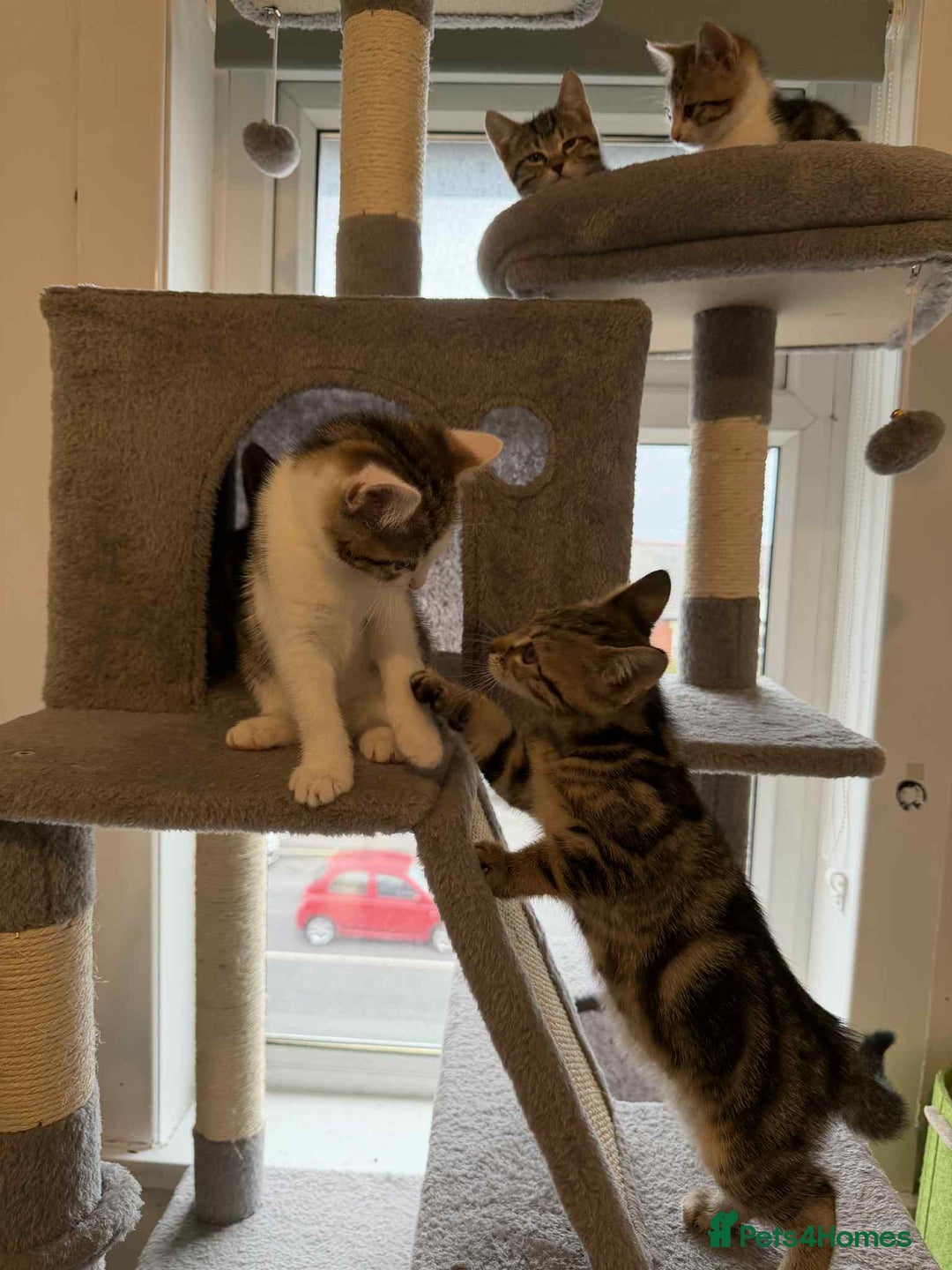 Mixed Breed cats for sale: Adorable Kittens Looking for Forever Homes! 🐱💕 - Image 7