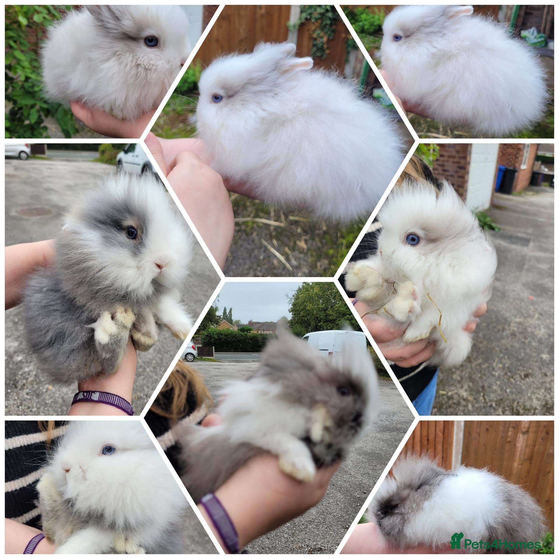 Lionhead rabbits Pure double lionheads READY NOW  - Advert 1
