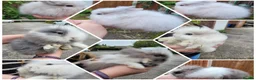 Lionhead rabbits for sale: Pure double lionheads READY NOW  - Advert 1