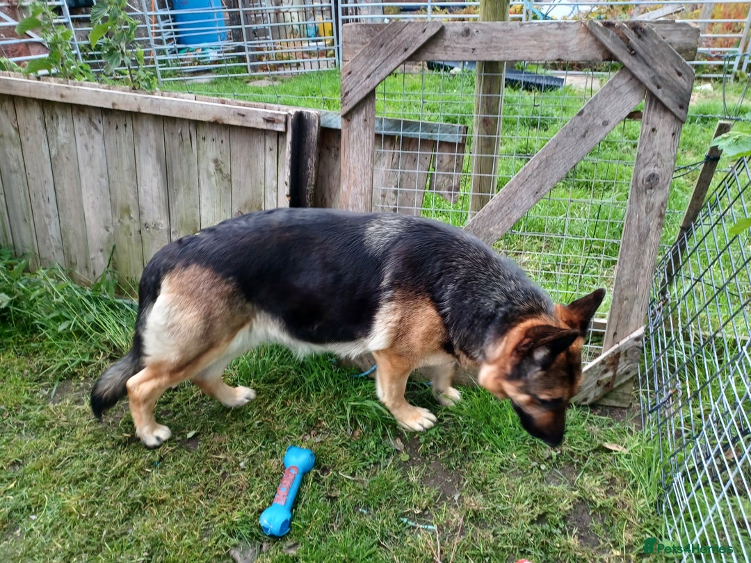 German Shepherd dogs for sale: 2 Beautiful Female German Shepherd Puppies - Image 10