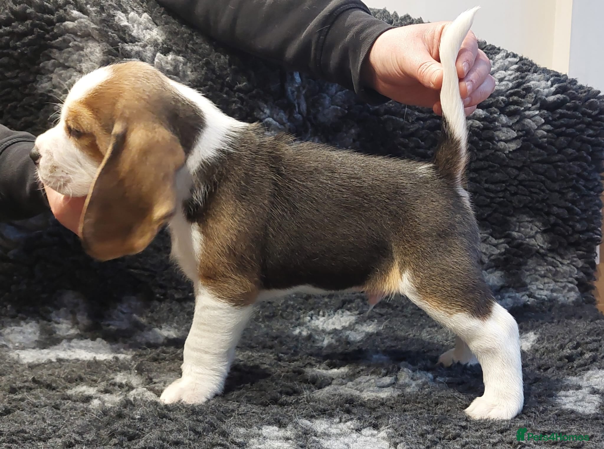 Beagle dogs 1 male, rkc registered, family reared puppy - Advert 2