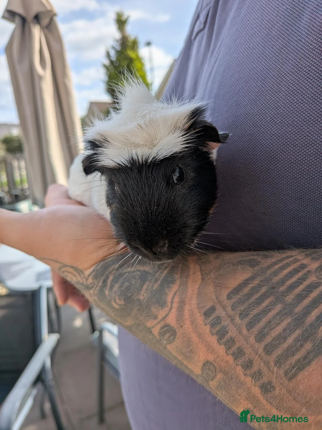 Guinea Pig rodents for sale: ❤️2 beautiful guinea pigs for sale with indoorcage - Advert 2