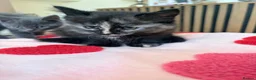 Mixed Breed cats for sale: Kittens Ready for New Homes 🐾 - Advert 7