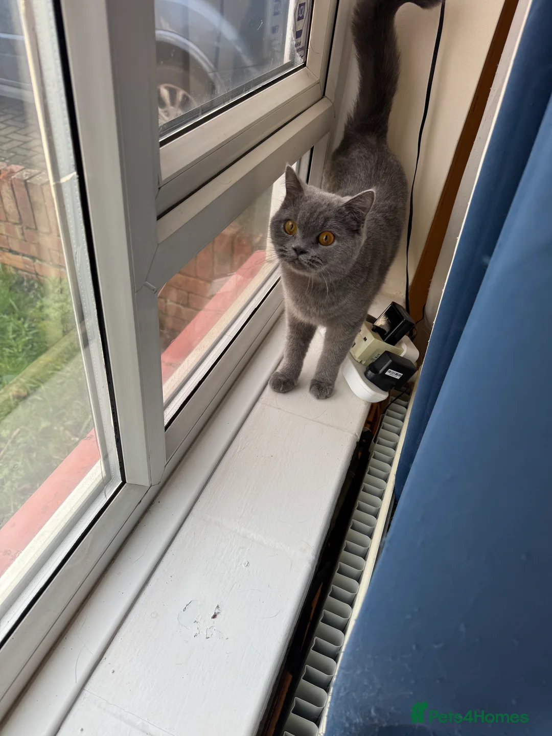 British Shorthair cats for sale: Female cat for sale - Advert 3