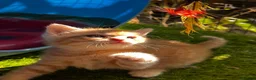 Mixed Breed cats for sale: Absolutely gorgeous BSH x bengal cross kittens - Advert 13