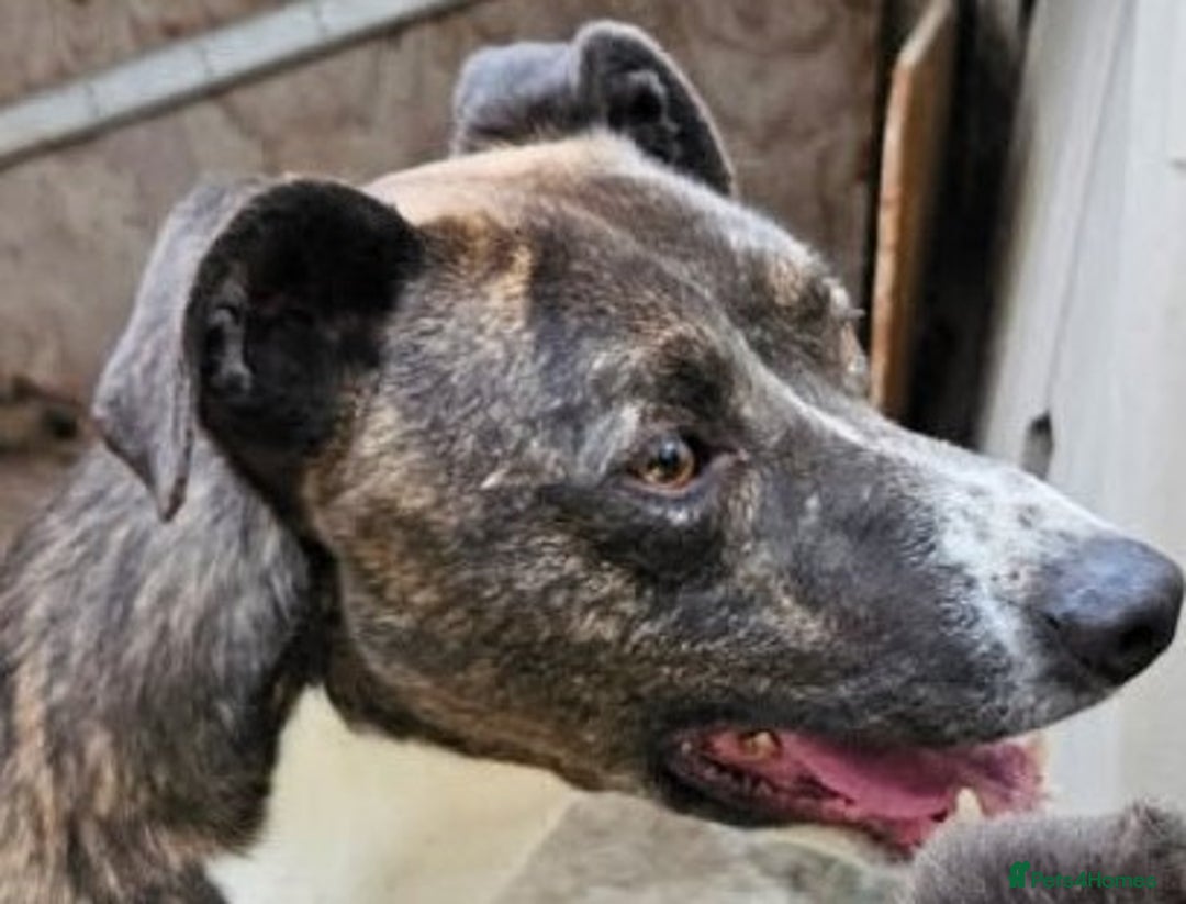 Lurcher dogs for adoption: JIP 12yr old Lurcher - Image 2