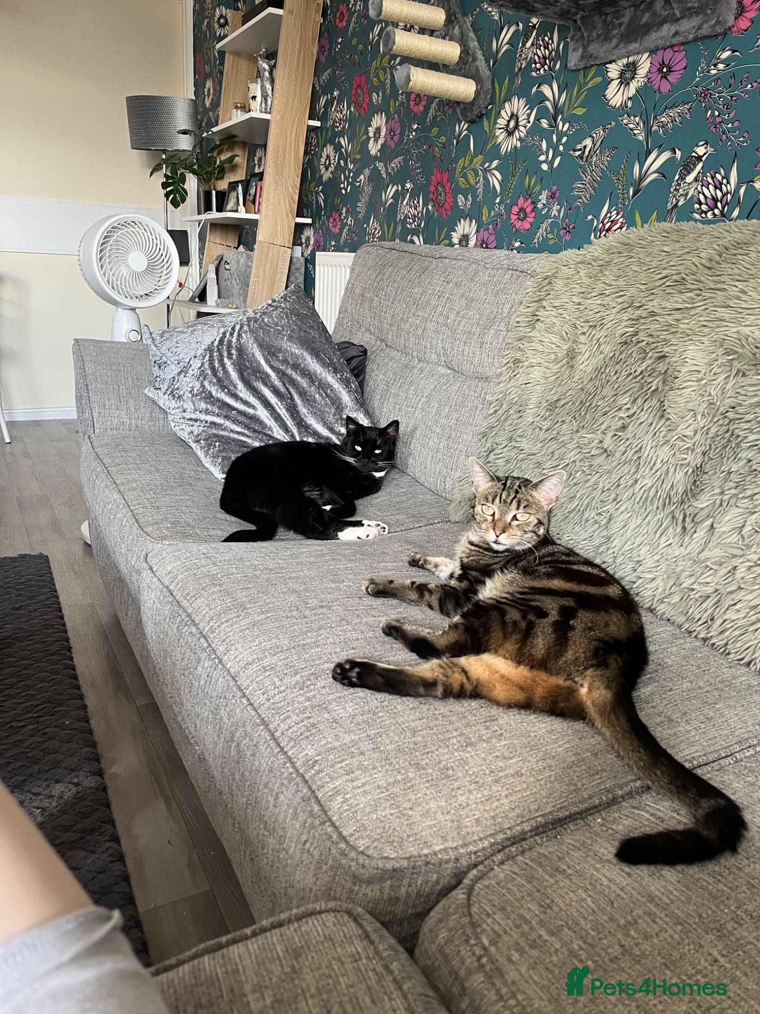 Mixed Breed cats 2 beautiful female cats FREE - Advert 6