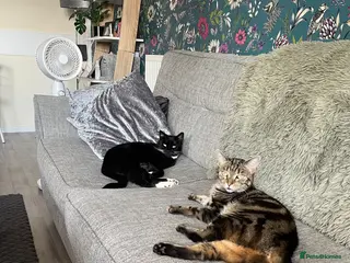 Mixed Breed cats 2 beautiful female cats FREE - Advert 6