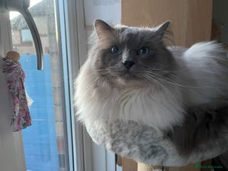 Ragdoll cats GCCF Proven Stud carrying chocolate in Glasgow - Advert 9