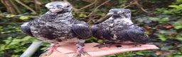 Pigeons birds for sale: Pigeons [Semi Hand-Raised] - Fancy & Racing Breeds - Advert 11