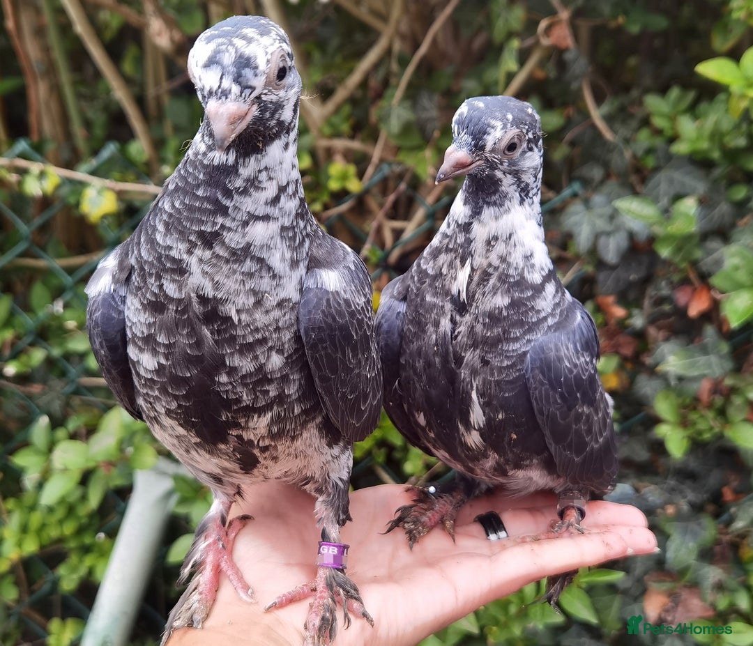 Pigeons birds for sale: Pigeons [Semi Hand-Raised] - Fancy & Racing Breeds - Advert 11