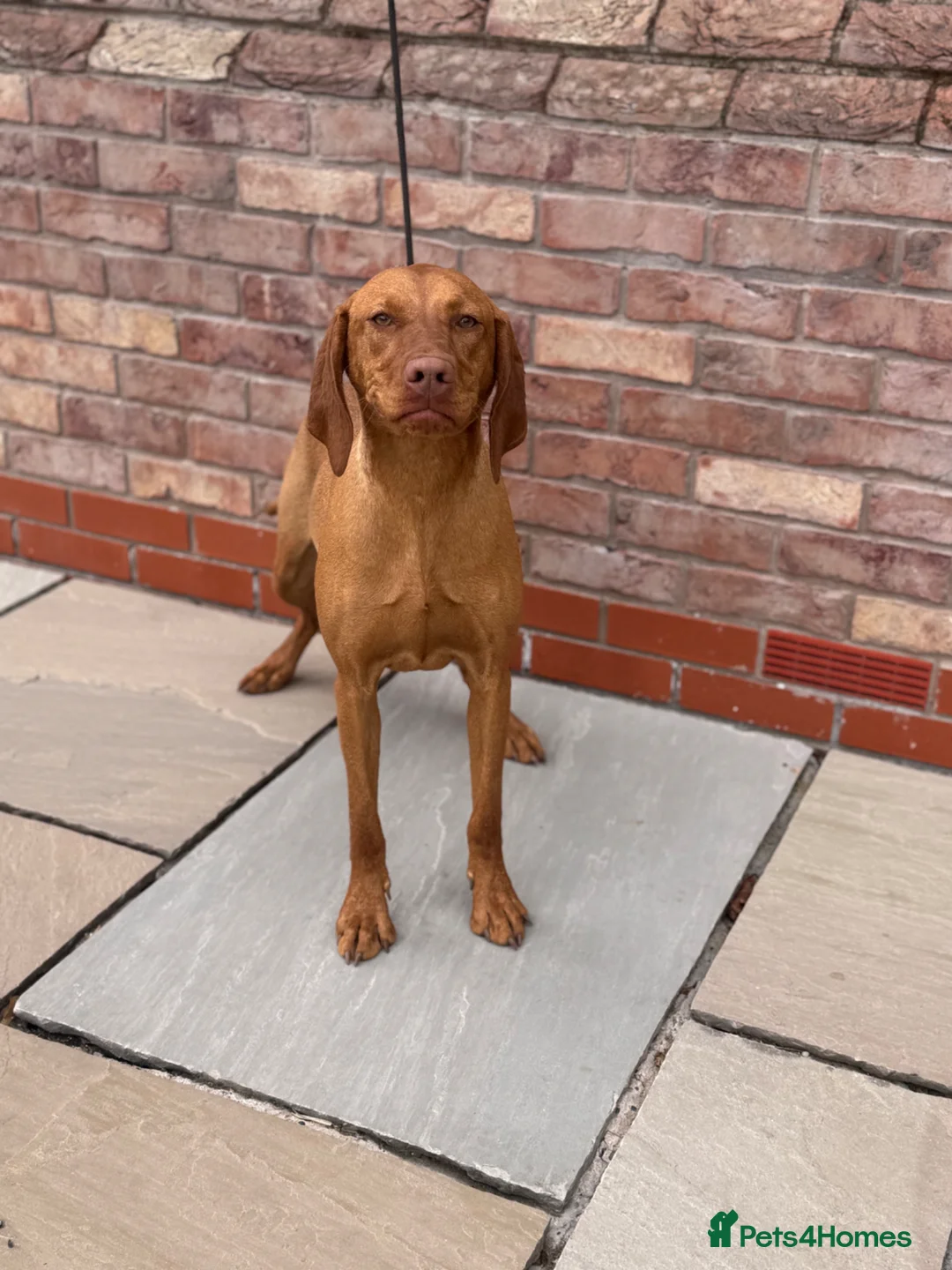 Hungarian Vizsla dogs for sale: BEAUTIFUL KC REGISTERED VIZSLA LITTER  - Advert 2