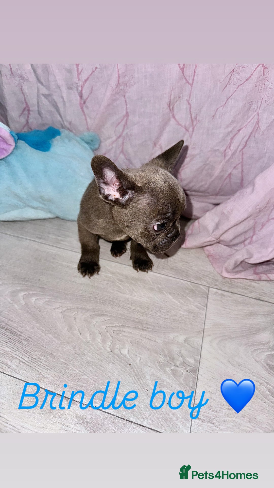 French Bulldog dogs for sale: Stunning French bulldogs 😍 - Image 16