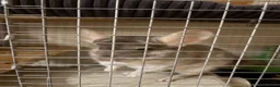 Chinchilla rodents for sale: Friendly 5-Year-Old Chinchilla with Cage – £160 🐭 - Advert 6